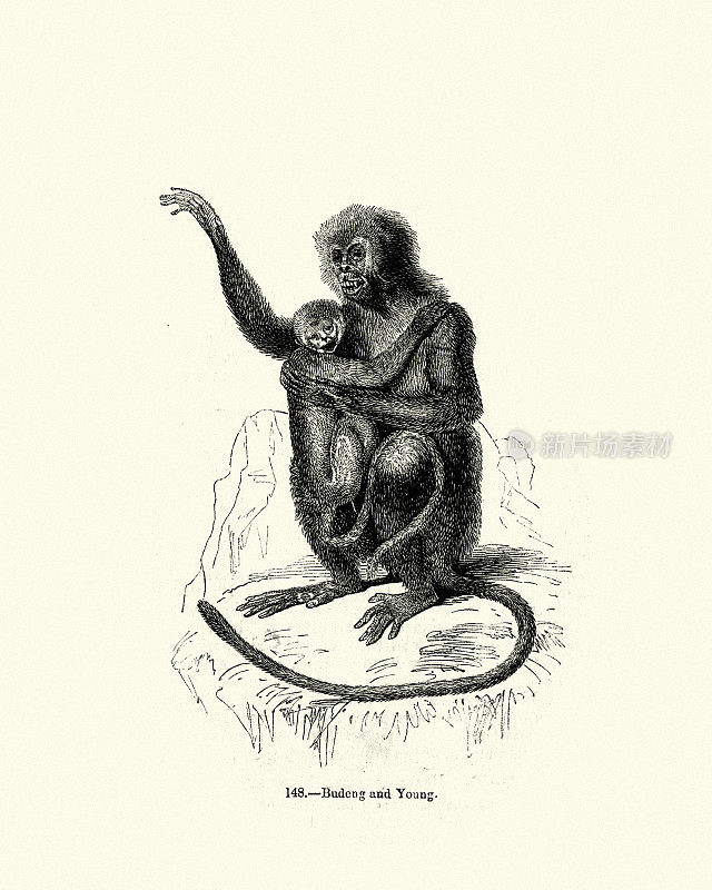 东爪哇叶猴（Trachypithecus auratus）